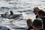 dolphins whales tour madeira funchal