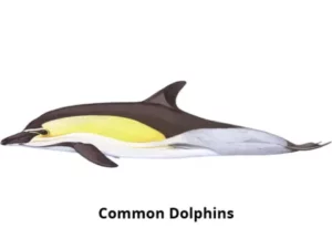 Dolphins frequently seen during Blue Safari Madeira whale watching tours from Funchal