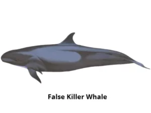 Dolphins and whales frequently seen during Blue Safari Madeira whale watching tours from Funchal