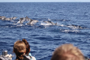 dolphins whales tour madeira funchal