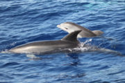 dolphins whales tour madeira funchal