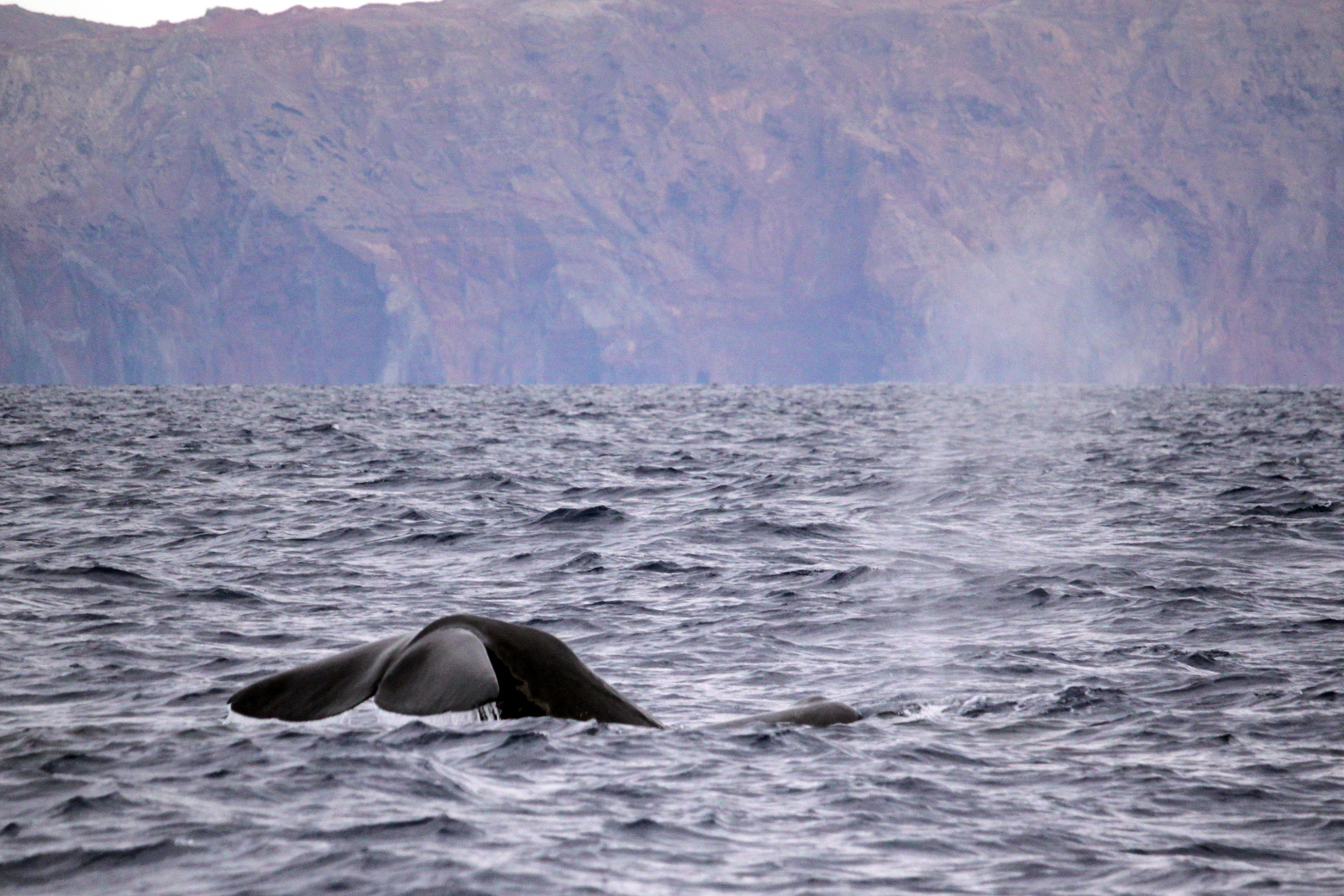 When Is the Best Time to See Whales in Madeira?