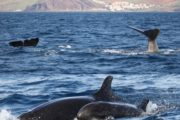 dolphins whales tour madeira funchal