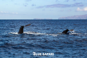 Whale watching in Madeira Island with Blue Safari Madeira