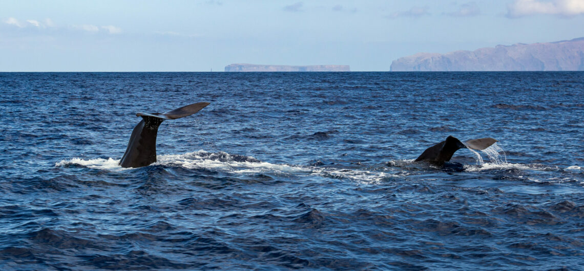 Whale watching in Madeira Island with Blue Safari Madeira