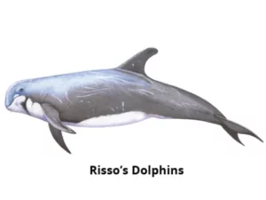 Dolphins frequently seen during Blue Safari Madeira whale watching tours from Funchal