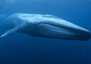 blue whale madeira watching