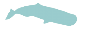 sperm-whale-madeira