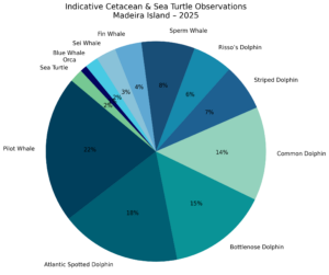 whales dolphins tour madeira funchal