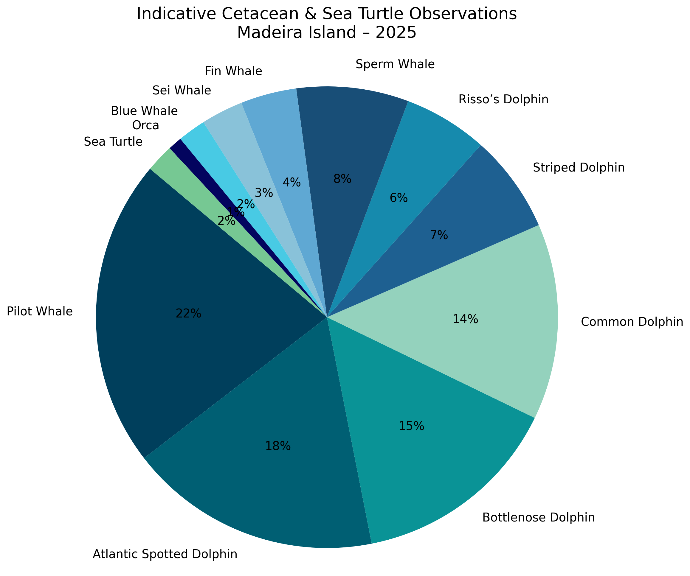whales dolphins tour madeira funchal
