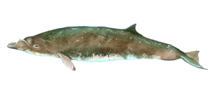 whale dolphins watching madeira funchal tour