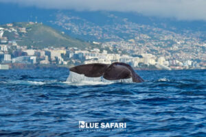 whale watching madeira dolphins