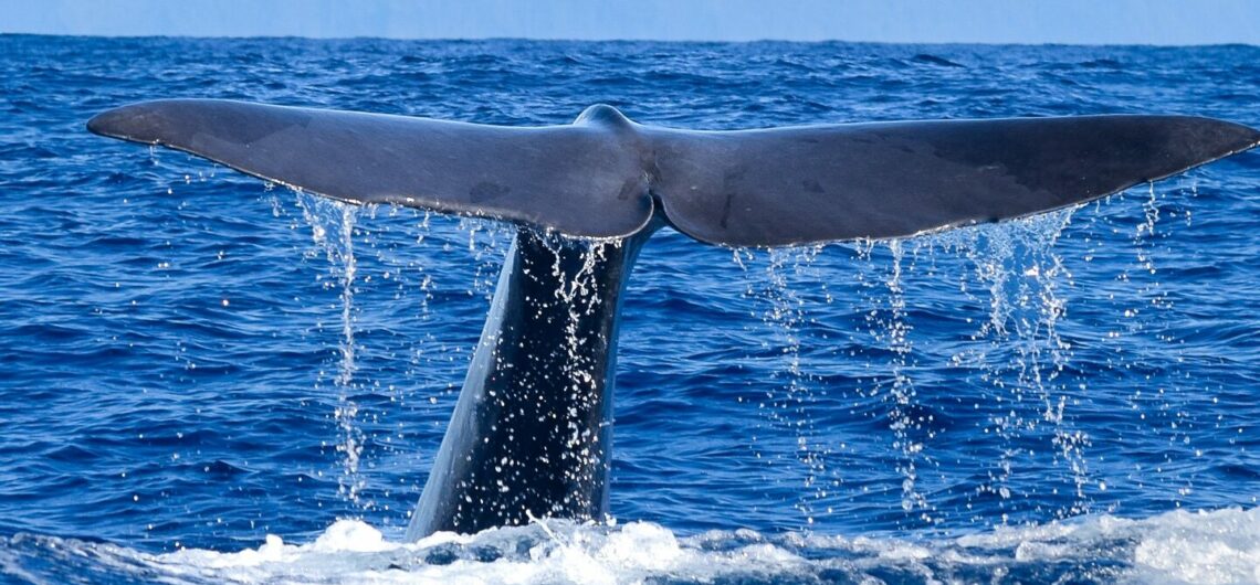 Whale & Dolphin Watching Tours in Madeira | Blue Safari