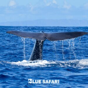 Whale & Dolphin Watching Tours in Madeira | Blue Safari