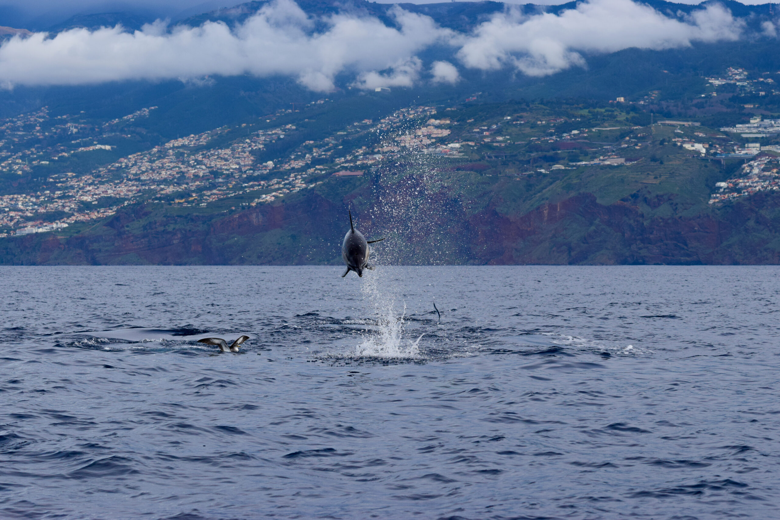 Tour Photo Galleries | Whale & Dolphin Watching | Blue Safari Madeira