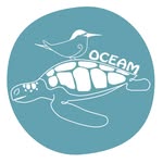 funchal madeira whale watching madeira dolphins tour