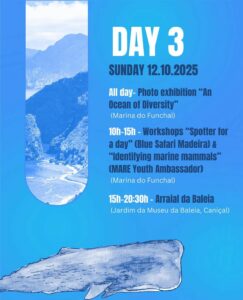 whale dolphin watching madeira funchl