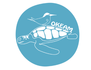 funchal madeira whale watching madeira dolphins tour