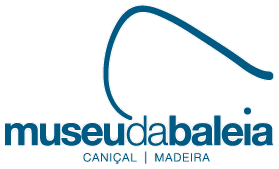 whale dolphins watching tour madeira funchal