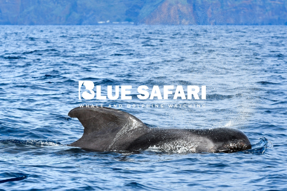 whale watching madeira funchal blue safari madeira