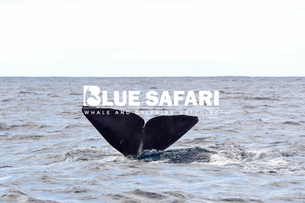 whale watching madeira funchal blue safari